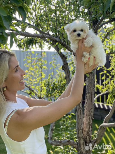 Мальтипу f1 mini