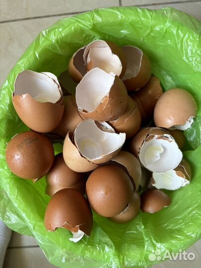 Скорлупа от яиц