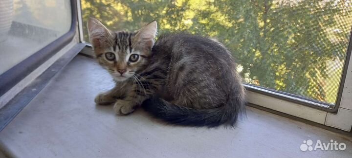 Котята в добрые руки бесплатно