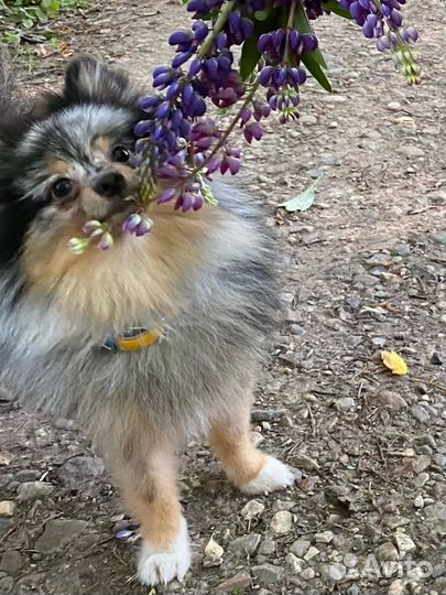 Передержка маленьких собак