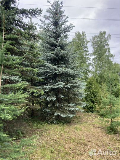 Ель голубая