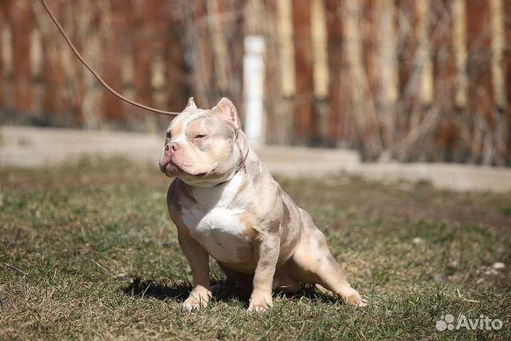 Американский булли вязка