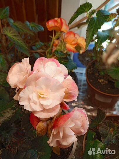 Комнатные цветы