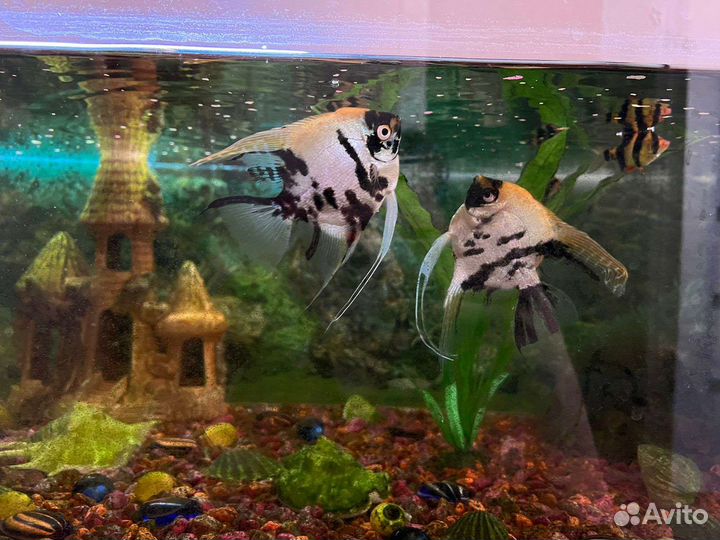 Украшение и аквариум