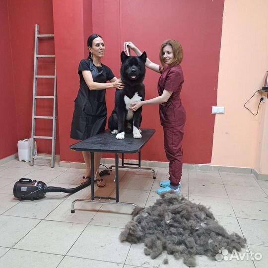 Стрижка собак и кошек