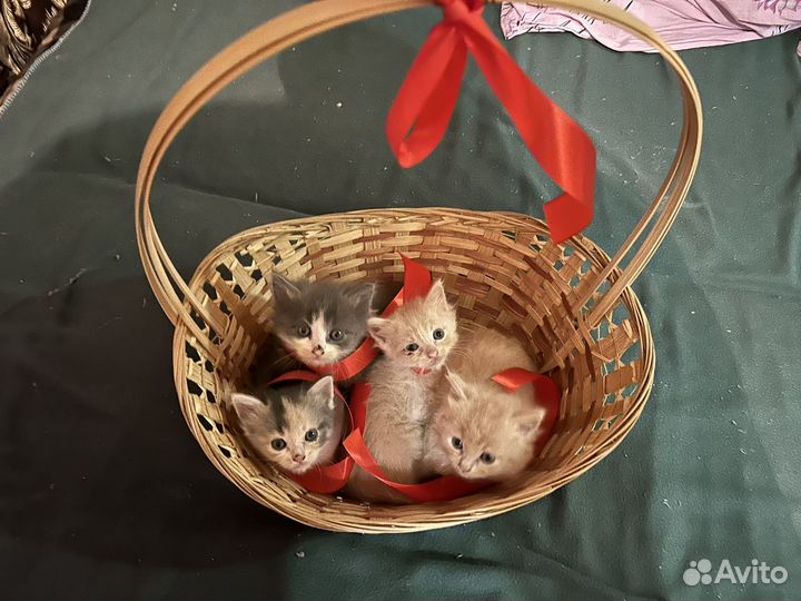 Котята в добрые руки