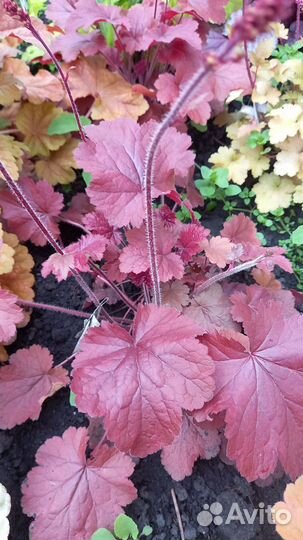 Саженцы гейхеры