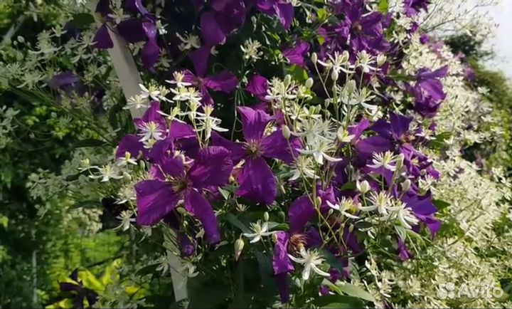 Клематис манчжурский Таежный снег