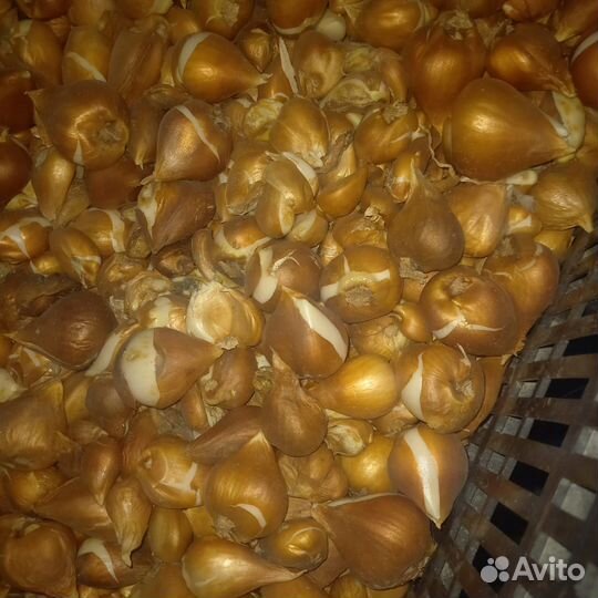 Луковицы тюльпанов