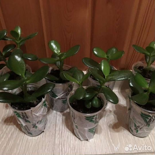 Денежное дерево