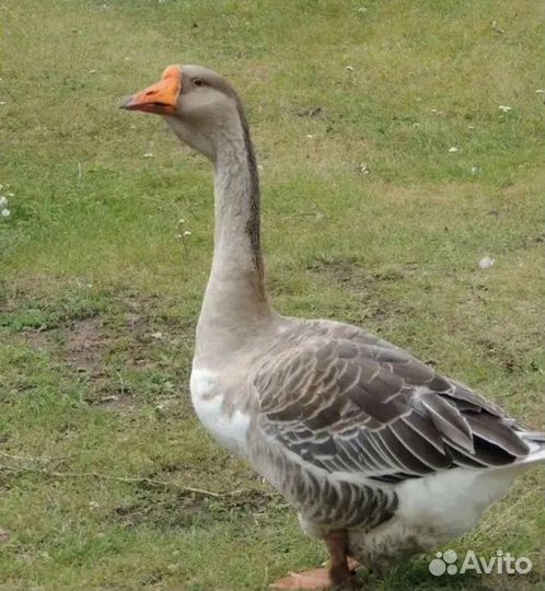 Домашние гуси