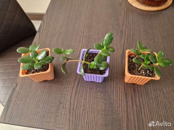 Детки Толстянки (Денежное дерево)