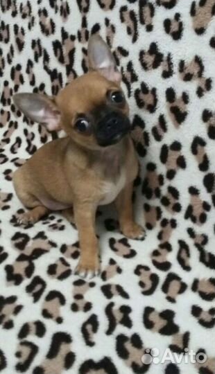 Вязка чихуахуа