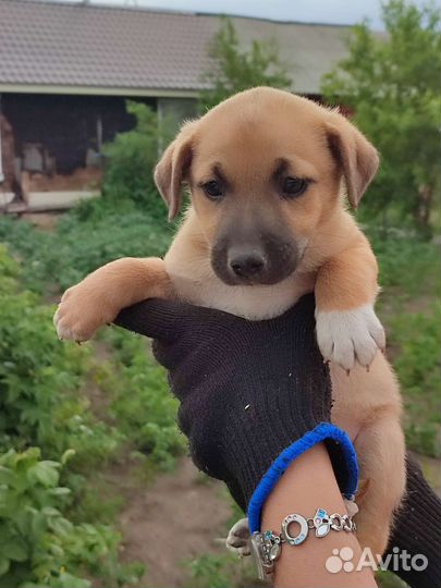 Щенки дворняжки