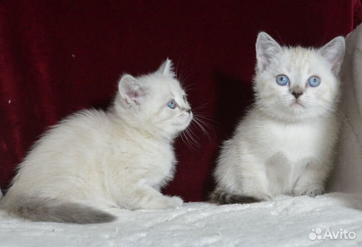 Шотландская колорная