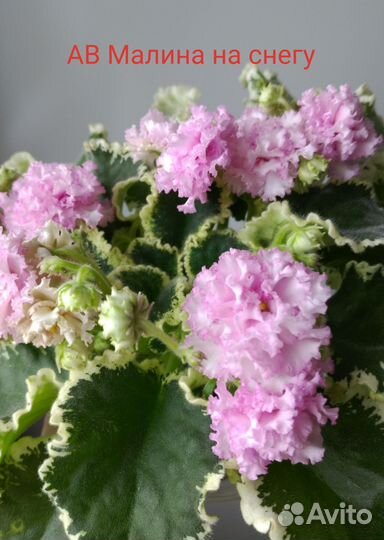 Детки сортовой фиалки