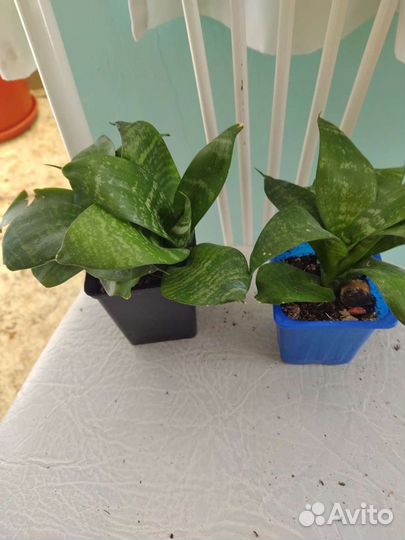 Шефлера,сансевьера