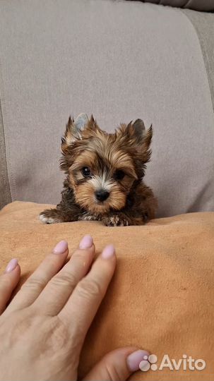 Маленький мальчик Русская Салонная собака