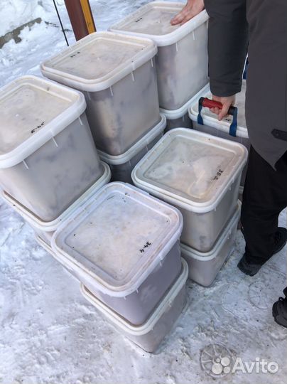 Мед оптом от 12 куботейнеров