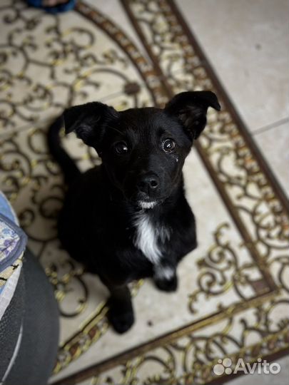 Девчушка в самые добрые руки