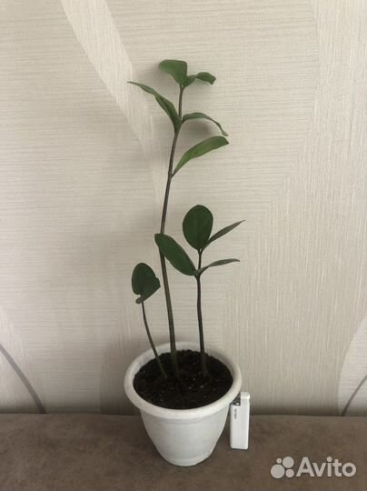 Замиокулькас