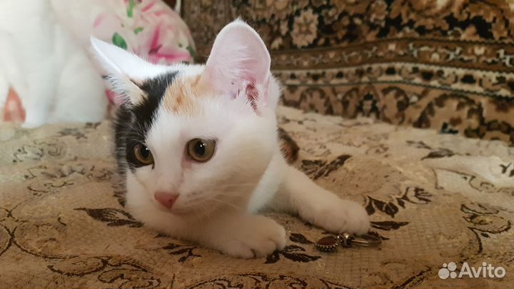 Котенок девочка трехцветная