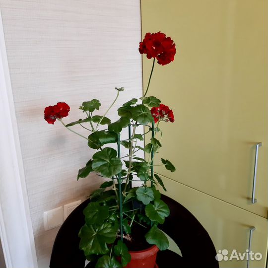 Гарань, пеларгония