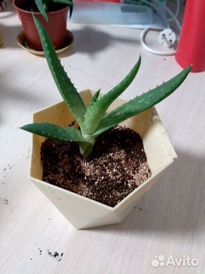 Алоэ вера (столетник)