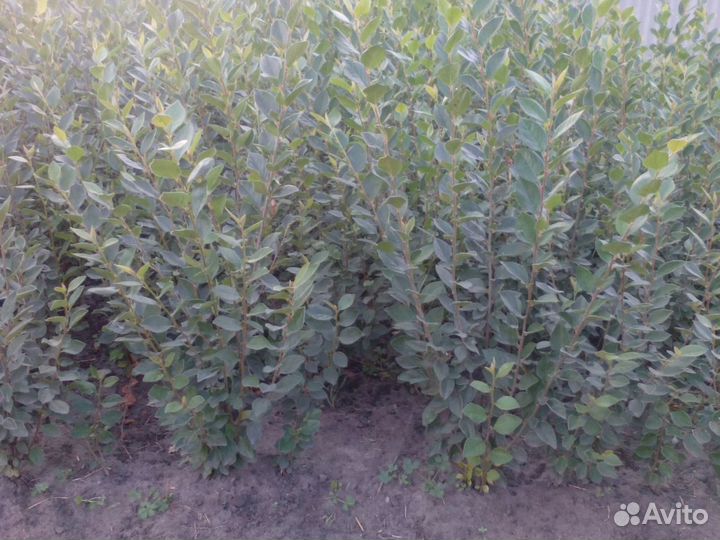 Кизильник блестящий