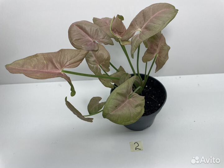 Сингониум ред харт