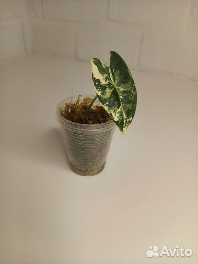 Алоказии, фикус, филодендрон, монстера минима