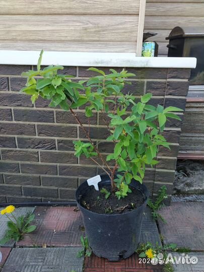 Ежевика, жимолость, смородина