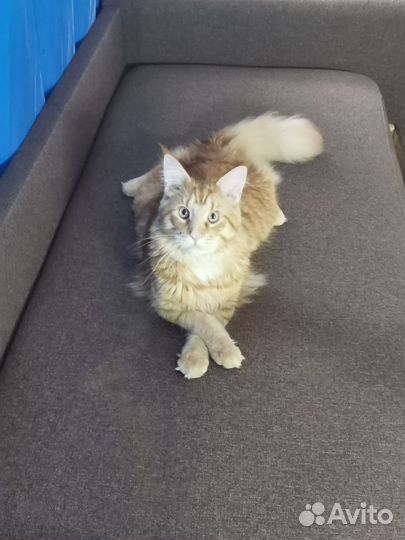 Кот мейн-кун вязка