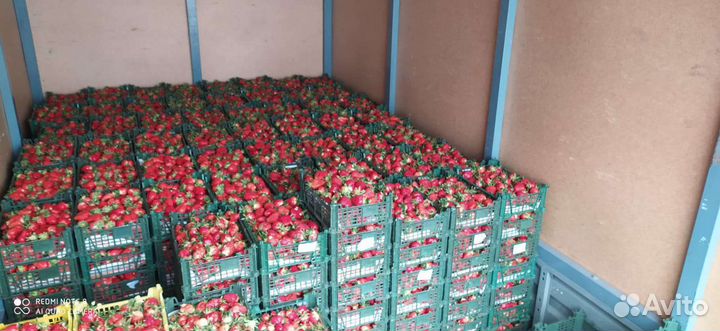 Рассада клубники