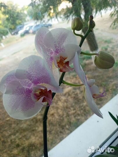 Орхидея фаленопсис