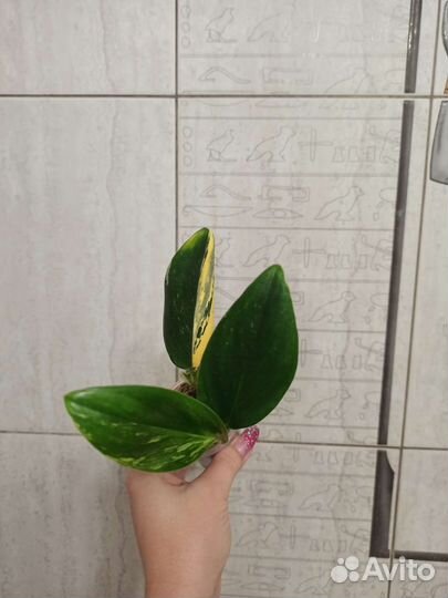 Филодендроны. Эсхинантус жар птица