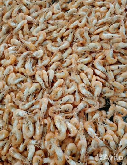 Азовская креветка. Свежий вылов