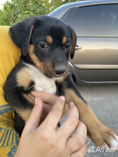 Щенки в добрые руки