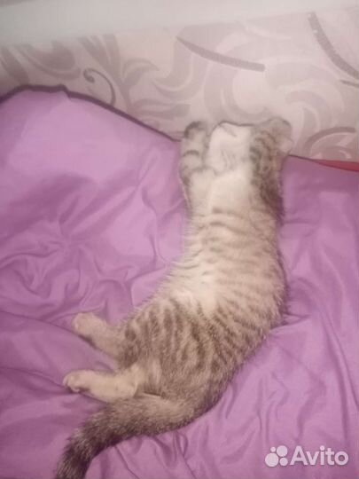 Котята в дар