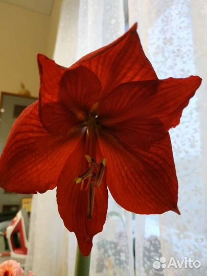 Амариллис ярко красный