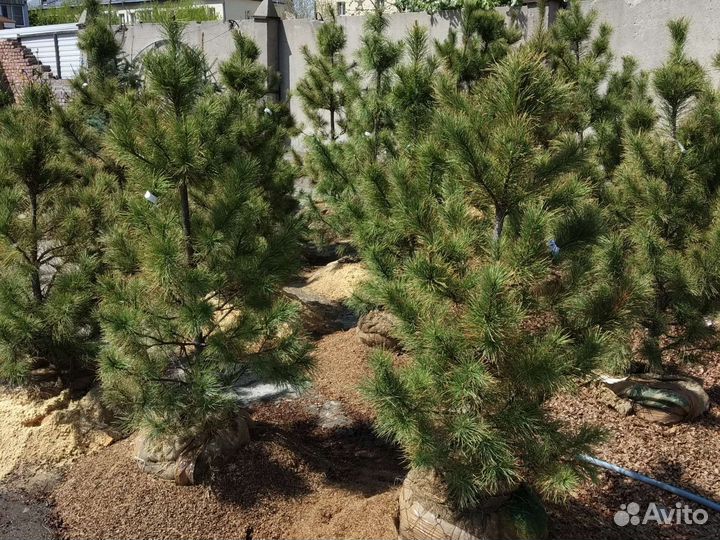 Кедр сибирский