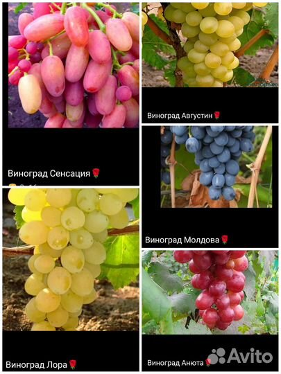 Многолетние садовые и комнатные цветы