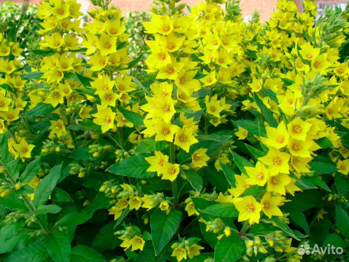 Морозник, сныть, вербейник