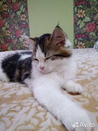 Котята в добрые руки бесплатно