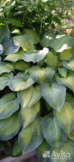 Саженцы Хосты в г.Светлый
