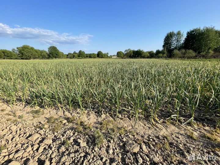 Чеснок Любаша для осенней посадки