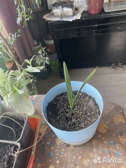 Финиковая пальма