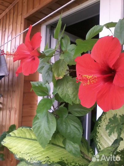 Комнатное растение гибискус китайский