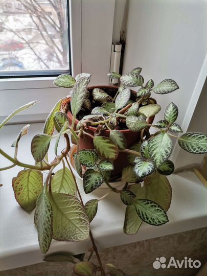 Эписция Гепард