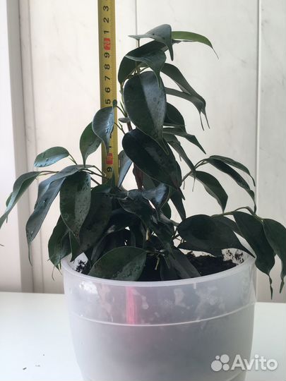 Комнатные растения